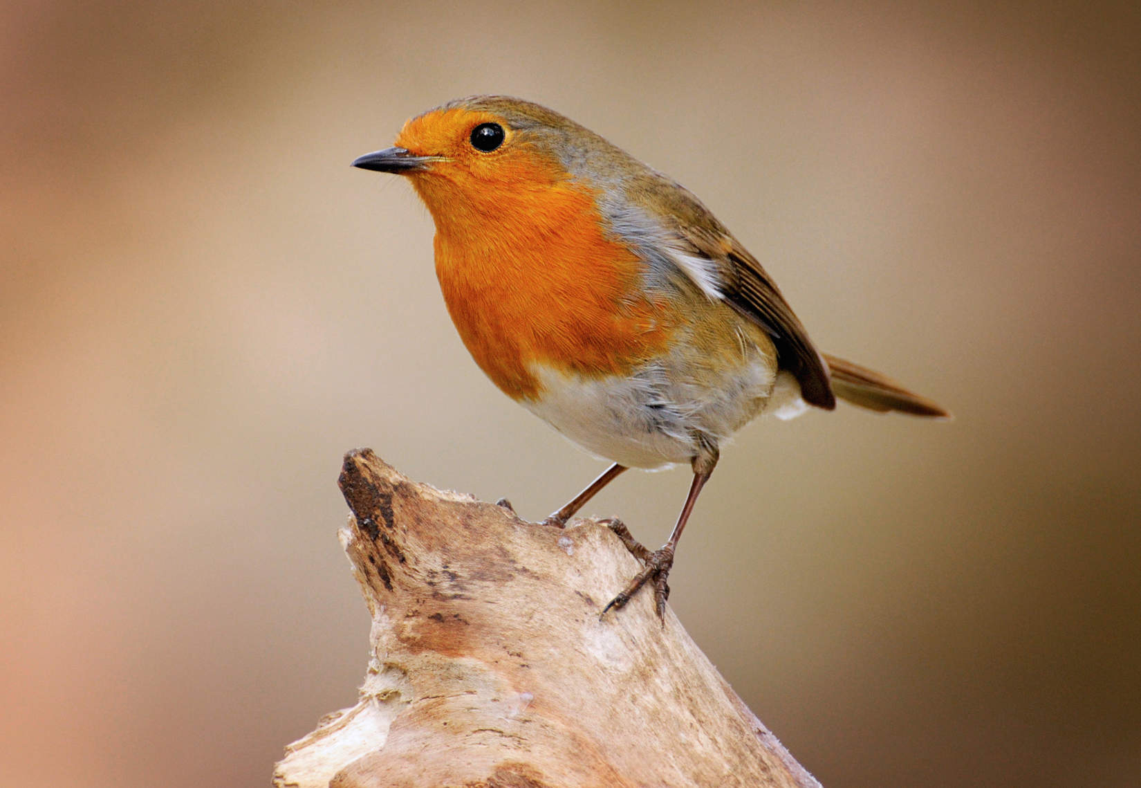 Robin (Erithacus rubecula melophilus)