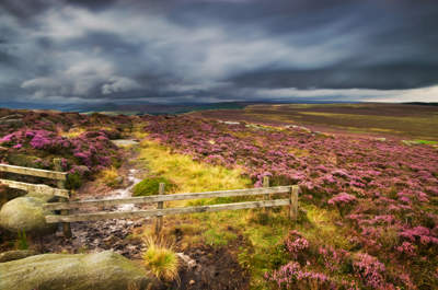 Heather Meadow