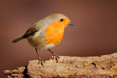 Robin