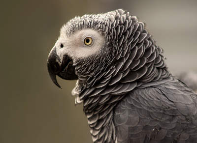 African Grey Parrot