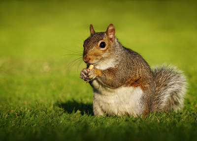 Eastern gray squirrel (sciurus carolinensis)